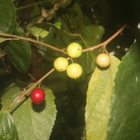 Flacourtia inermis Roxb.